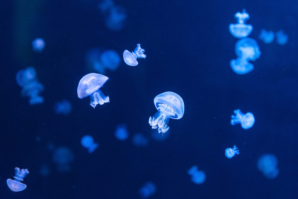 Impact Blue Ocean